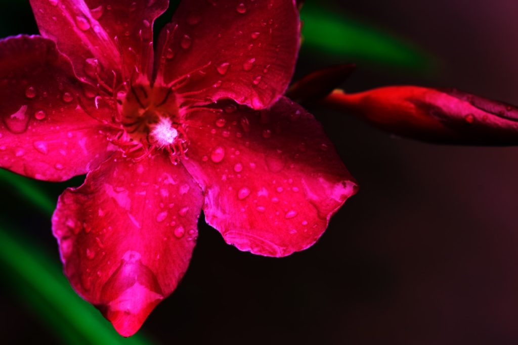 a red flower with drops of water on it